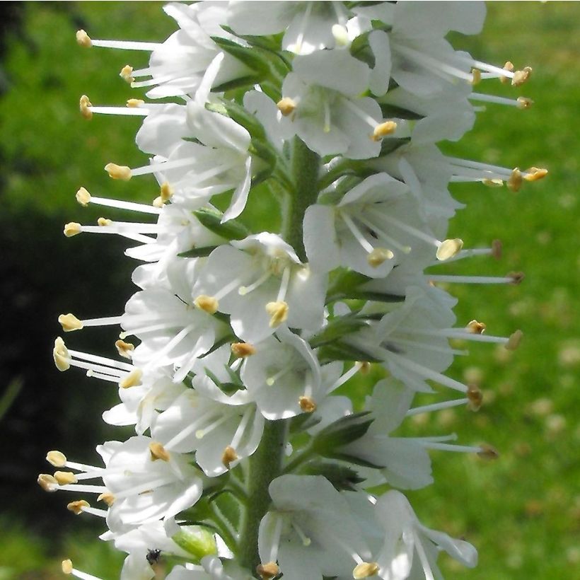 Veronica spicata Icicle - Véronique en épis Icicle (Floraison)