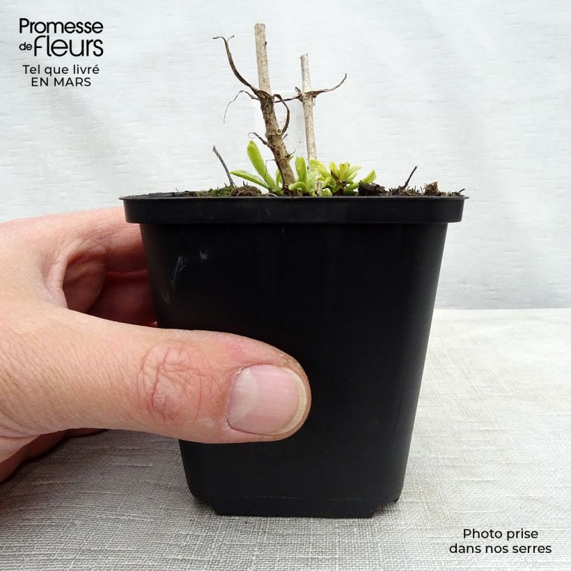 Spécimen de Veronica spicata Icicle - Véronique en épis Icicle Godet de 9cm tel que livré au printemps