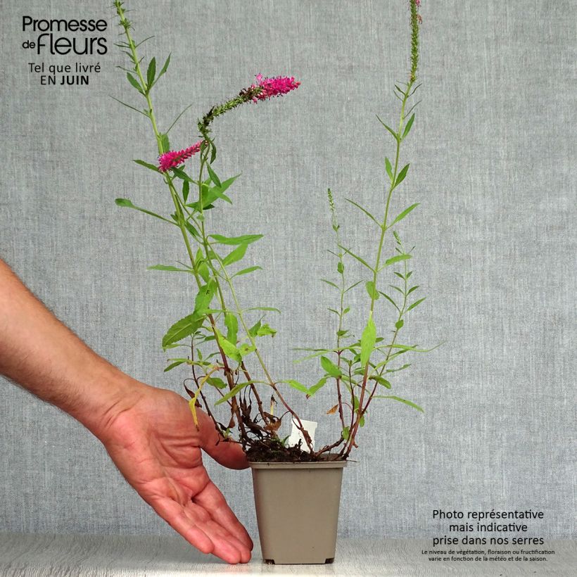 Spécimen de Veronica spicata Rotfuchs - Véronique en épis Godet de 8/9 cm tel que livré en été