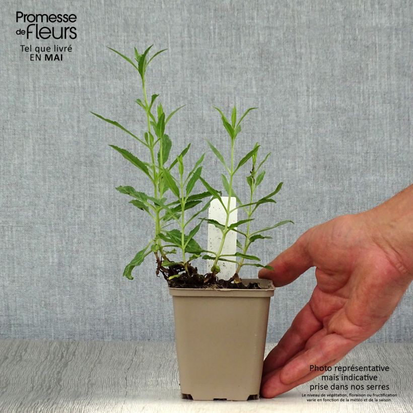 Spécimen de Veronica spicata Rotfuchs - Véronique en épis Godet de 9cm tel que livré au printemps