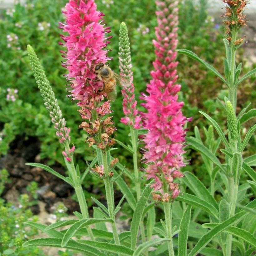 Veronica spicata Rotfuchs - Véronique en épis (Floraison)