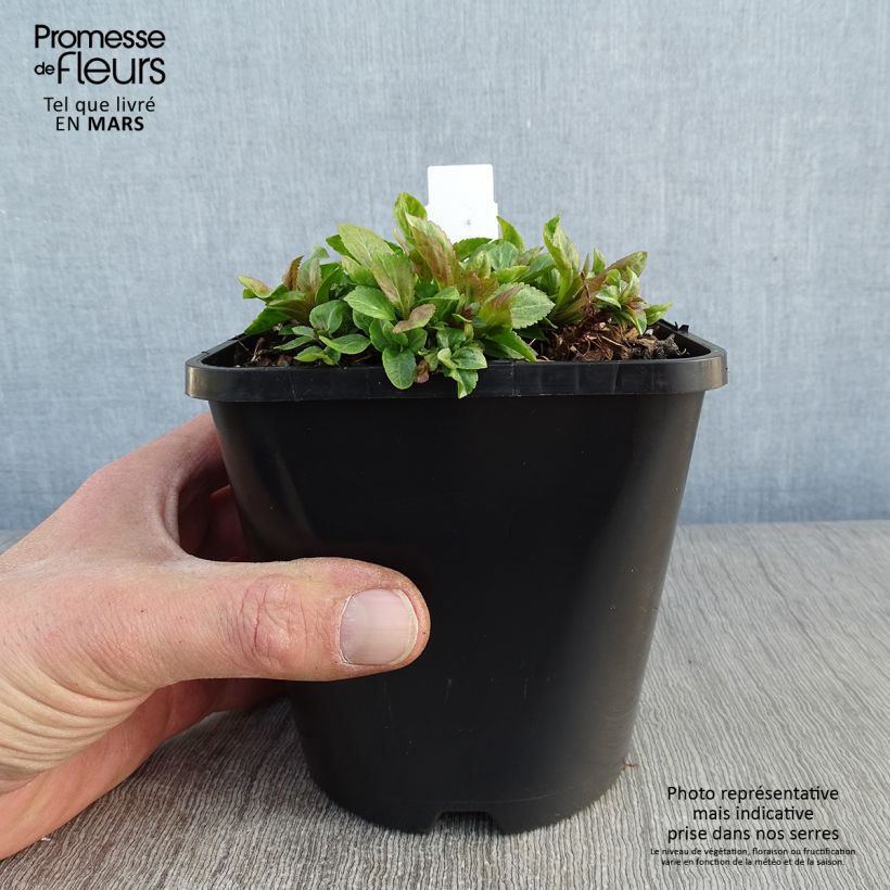 Spécimen de Veronica spicata Royal Candles - Véronique en épis tel que livré en hiver