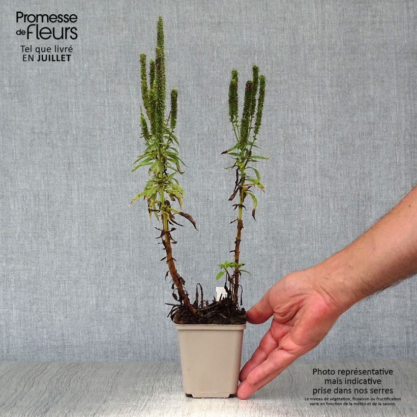 Spécimen de Veronica spicata Royal Candles - Véronique en épis Godet de 8/9 cm tel que livré en été