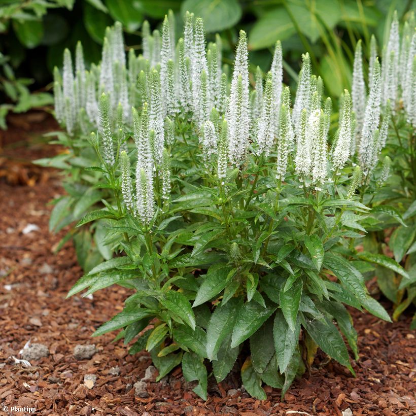 Veronica spicata Snow Candles - Véronique en épis (Port)