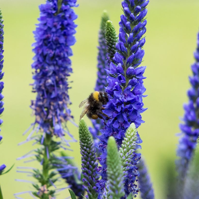 Veronica spicata Ulster Dwarf Blue - Véronique en épis (Floraison)