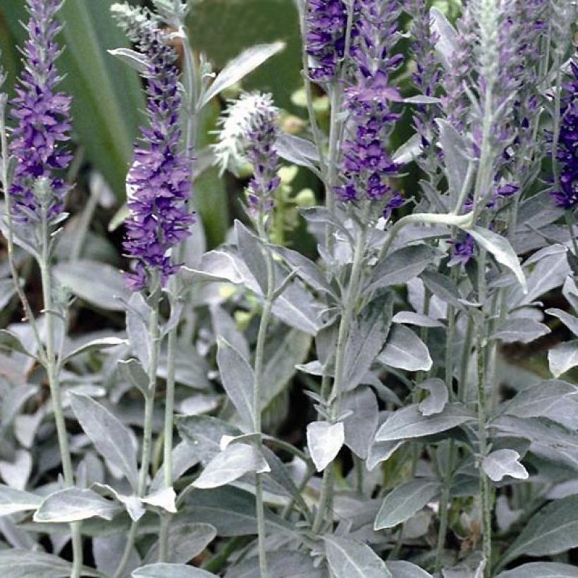 Veronique Silbersee - Veronica spicata subsp incana Silbersee (Feuillage)