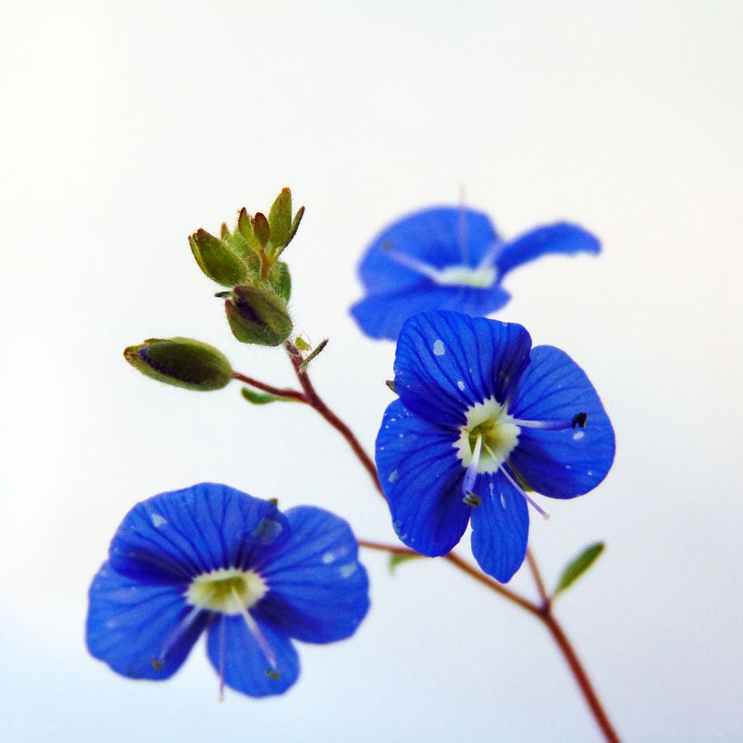 Veronica umbrosa Georgia Blue - Véronique rampante (Floraison)