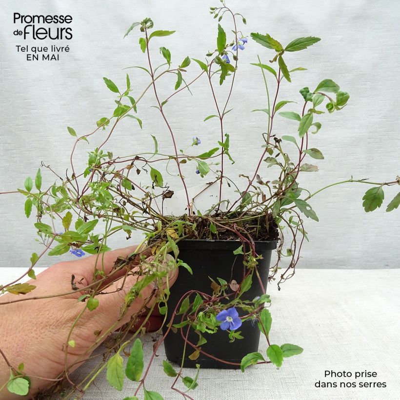Spécimen de Veronica umbrosa Georgia Blue - Véronique rampante Godet de 9cm tel que livré au printemps