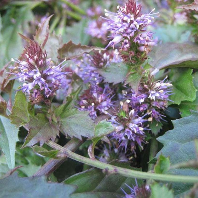 Veronicastrum latifolium (Floraison)