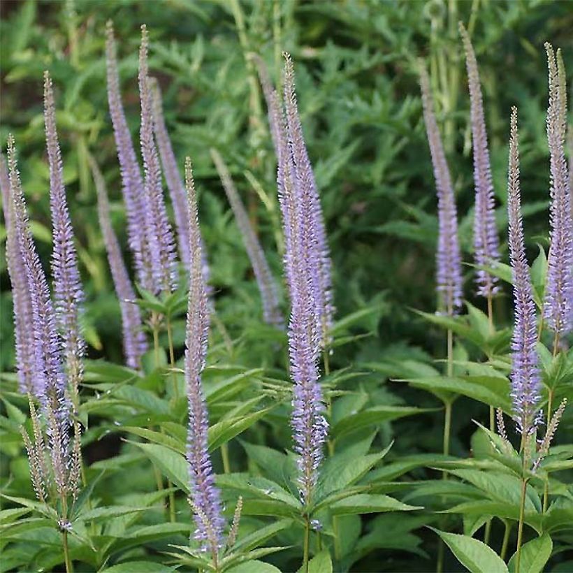 Veronicastrum sibiricum - Véronique de Sibérie (Floraison)