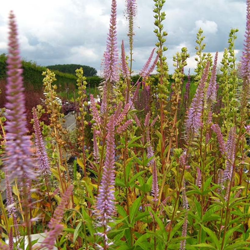 Veronicastrum virginicum Adoration - Véronique de Virginie (Floraison)