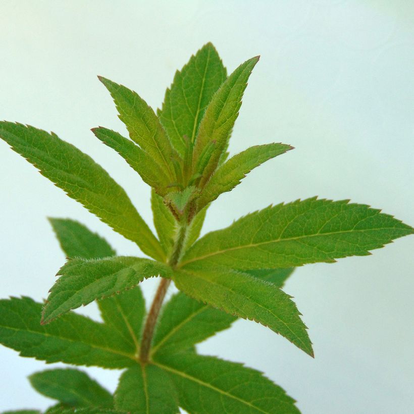 Veronicastrum virginicum Adoration - Véronique de Virginie (Feuillage)