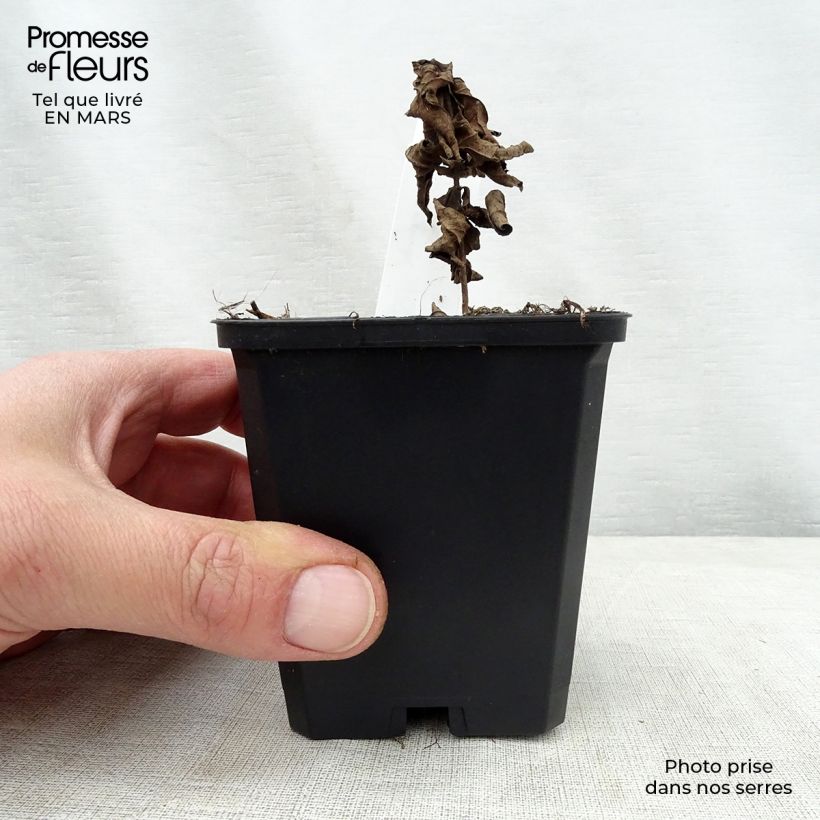 Spécimen de Veronicastrum virginicum Adoration - Véronique de Virginie Godet de 9cm tel que livré au printemps