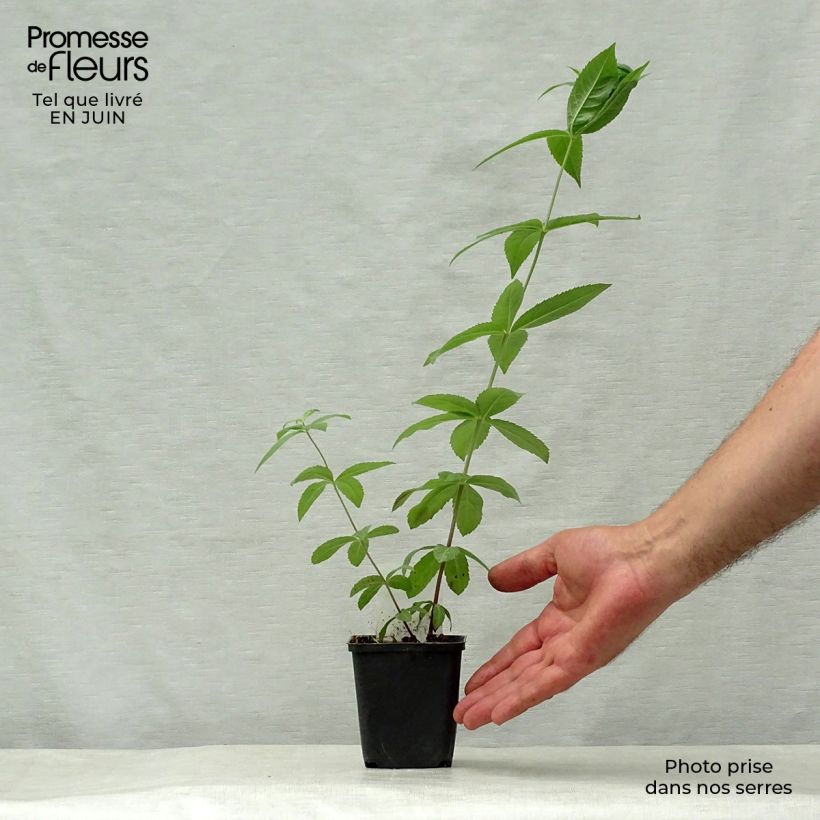 Spécimen de Veronicastrum virginicum Adoration - Véronique de Virginie Godet de 8/9 cm tel que livré en été