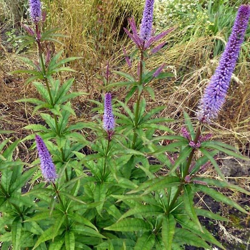 Veronicastrum virginicum Cupid - Véronique Cupid (Port)