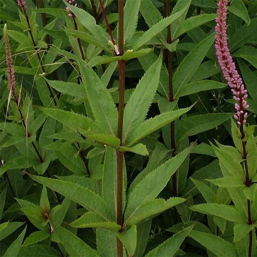 Veronicastrum virginicum Erika - Véronique de Virginie (Feuillage)