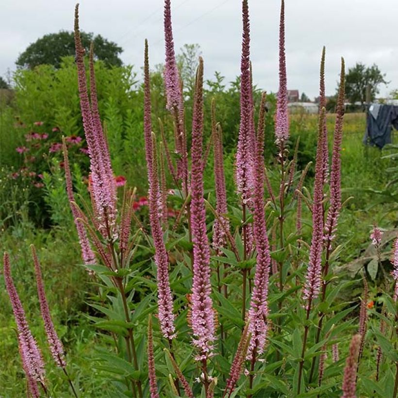 Veronicastrum virginicum Erika - Véronique de Virginie (Port)