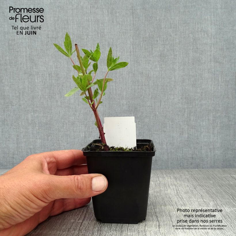 Spécimen de Veronicastrum virginicum Fascination - Véronique de Virginie Godet de 8/9 cm tel que livré en été