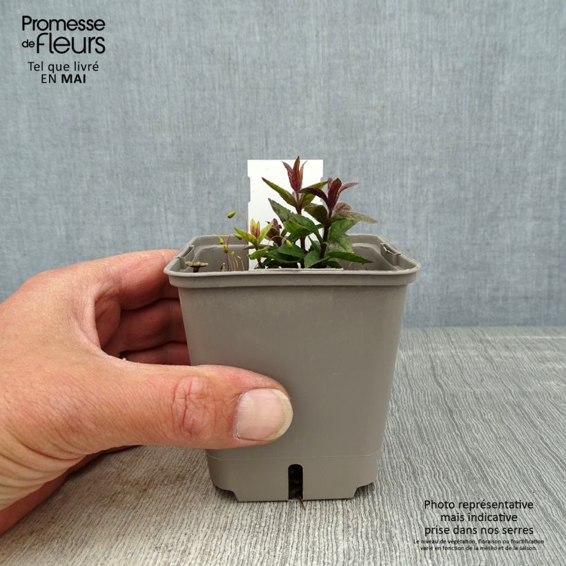 Spécimen de Veronicastrum virginicum Kleine Erika - Véronique de Virginie Pot de 9 cm tel que livré au printemps