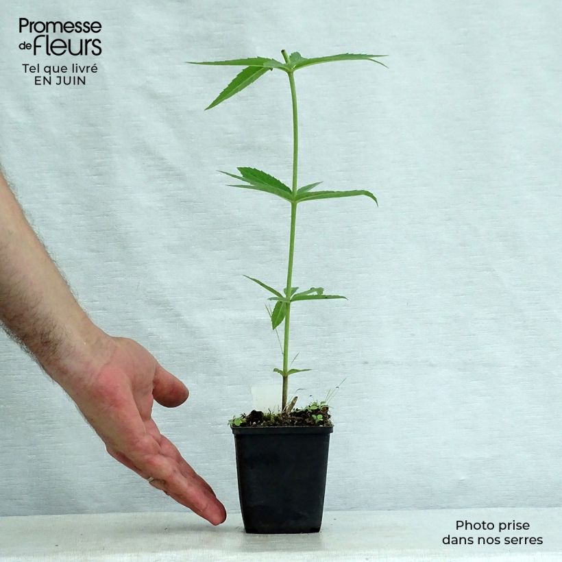 Spécimen de Veronicastrum virginicum Lavendelturm - Véronique de Virgine lavande pâle Godet de 8/9 cm tel que livré en été