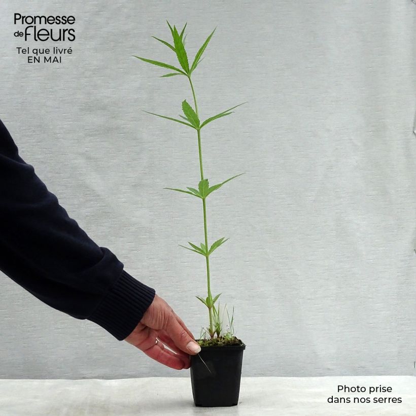 Spécimen de Veronicastrum virginicum Lavendelturm - Véronique de Virgine lavande pâle Godet de 9cm tel que livré au printemps