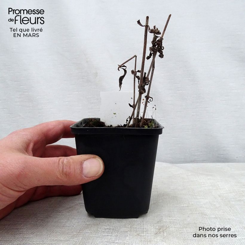 Spécimen de Veronicastrum virginicum Pink Glow - Véronique de Virgine rose Godet de 9cm tel que livré au printemps