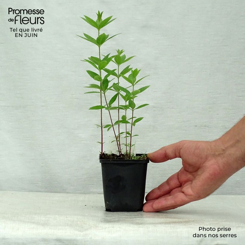 Spécimen de Veronicastrum virginicum Pink Glow - Véronique de Virgine rose Godet de 8/9 cm tel que livré en été