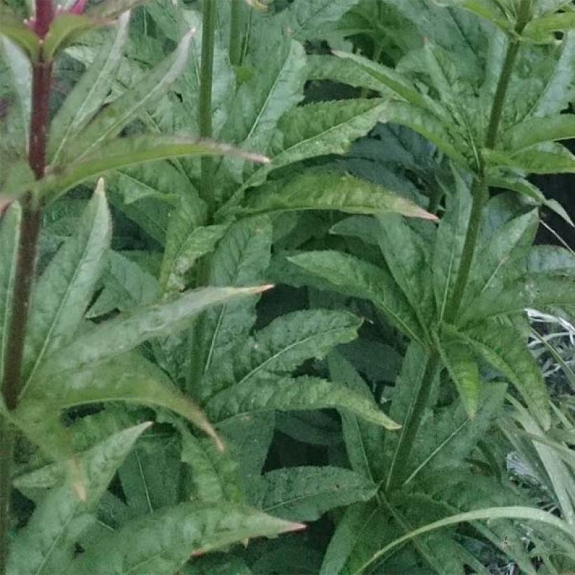 Veronicastrum virginicum Red Arrows - Véronique de Virginie (Feuillage)