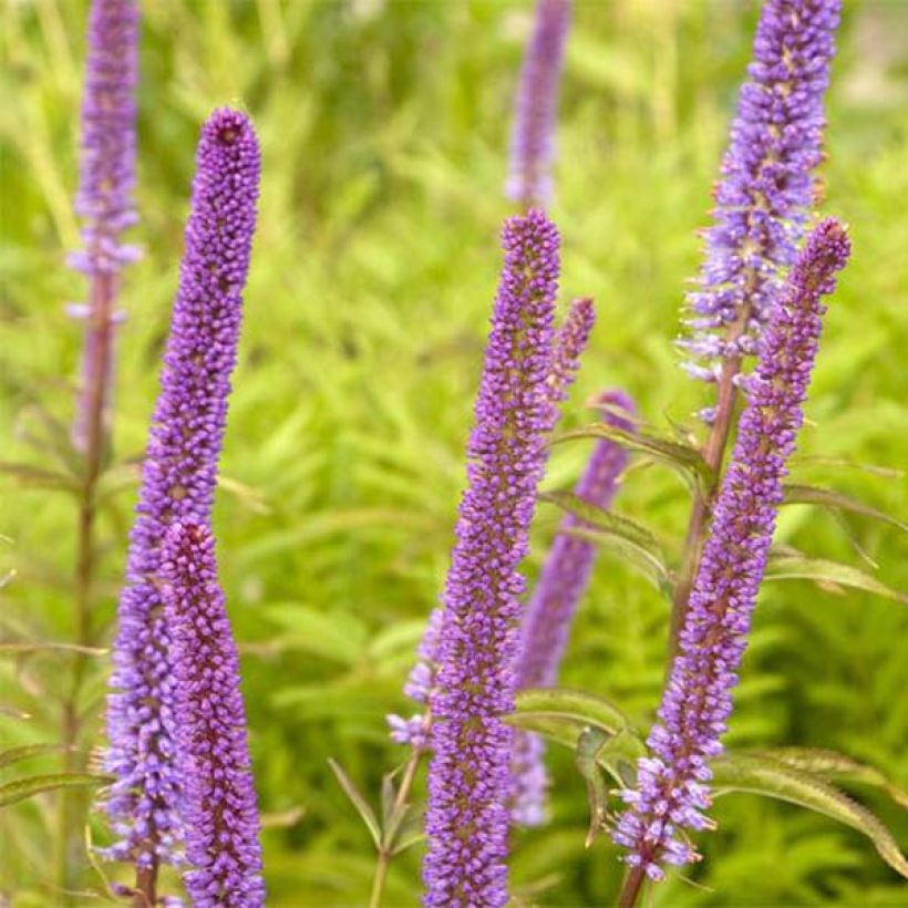 Veronicastrum virginicum Red Arrows - Véronique de Virginie (Floraison)