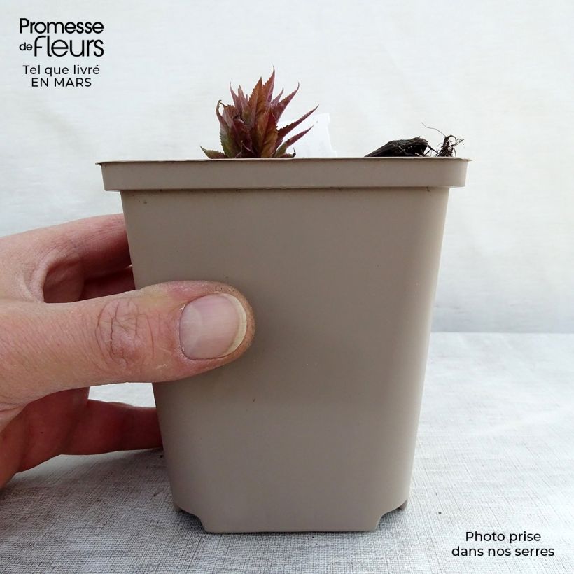 Spécimen de Veronicastrum virginicum Red Arrows - Véronique de Virginie Godet de 9cm tel que livré au printemps
