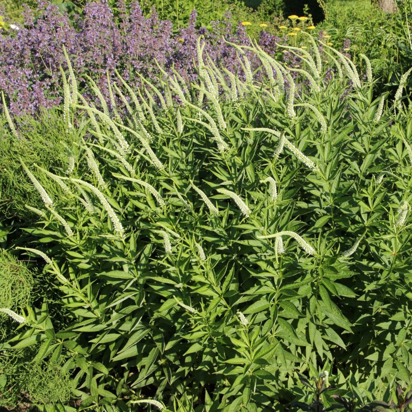 Veronicastrum virginicum Spring Dew - Véronique de Virginie (Floraison)