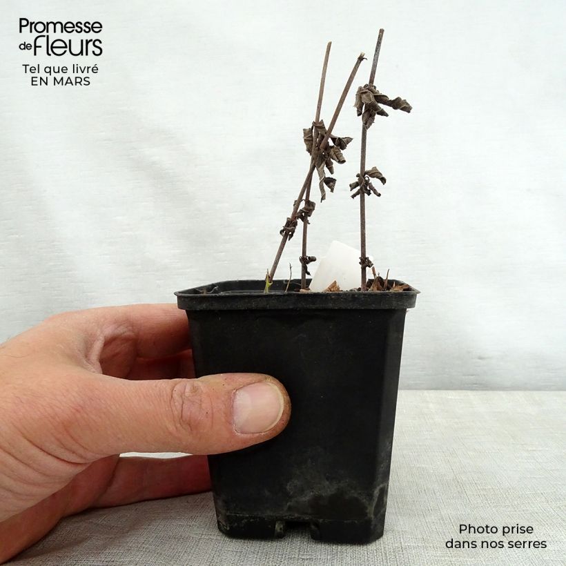 Spécimen de Veronicastrum virginicum Spring Dew - Véronique de Virginie Godet de 8 cm tel que livré au printemps