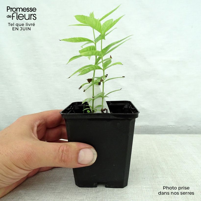 Spécimen de Veronicastrum virginicum Spring Dew - Véronique de Virginie Godet de 8/9 cm tel que livré en été