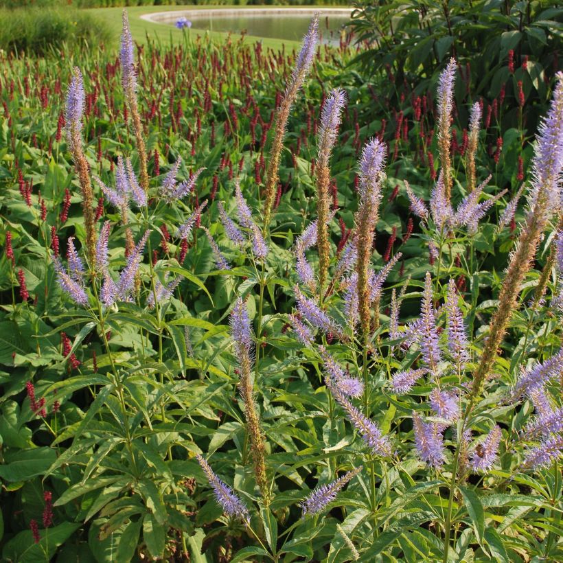 Veronicastrum virginicum Temptation - Véronique de Virginie (Floraison)