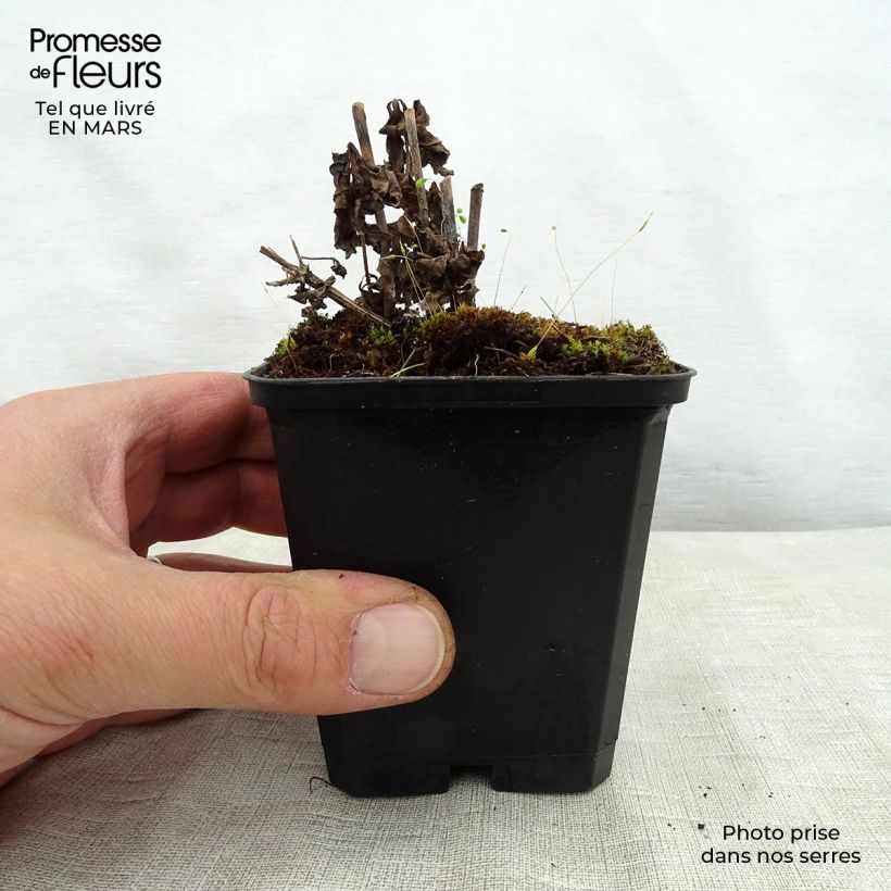 Spécimen de Veronicastrum virginicum Temptation - Véronique de Virginie Godet de 9cm tel que livré au printemps
