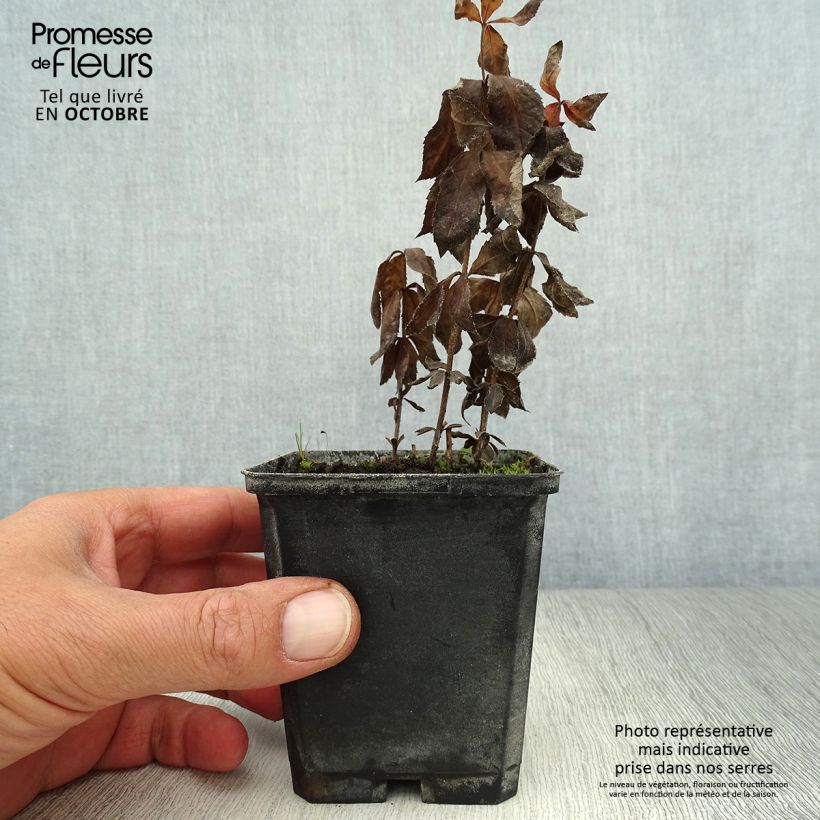 Spécimen de Veronicastrum virginicum Temptation - Véronique de Virginie Godet de 8/9 cm tel que livré en automne