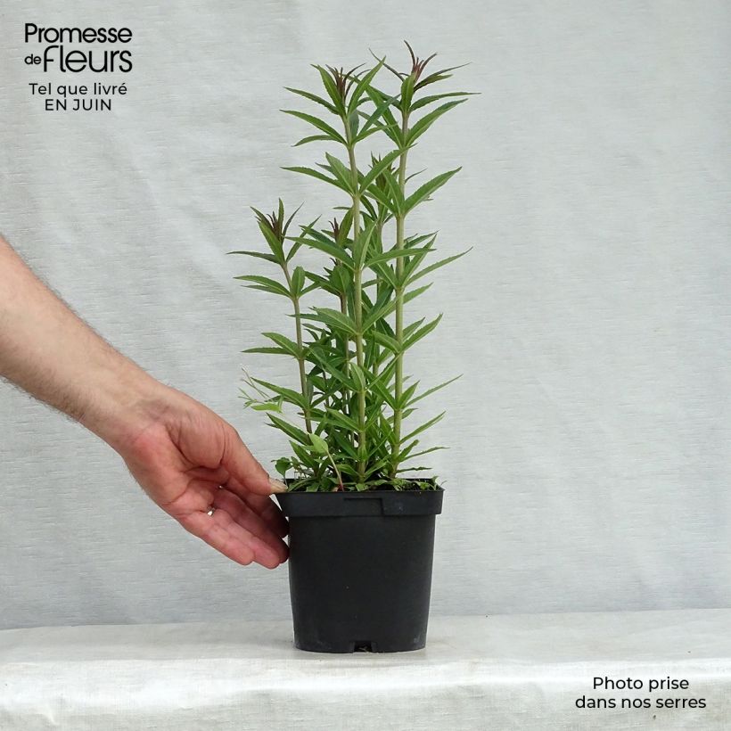 Spécimen de Veronicastrum virginicum var. album - Véronique de Virginie blanche Pot de 2L/3L tel que livré en été