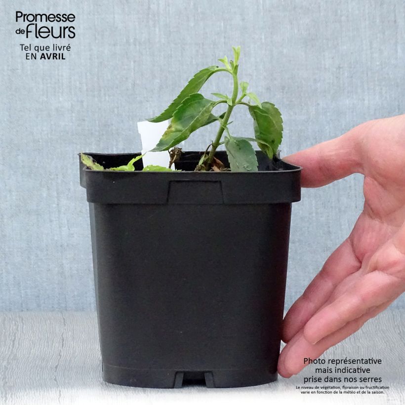 Spécimen de Veronicastrum virginicum var. album - Véronique de Virginie blanche en pot de 2/3 litres tel que livré au printemps