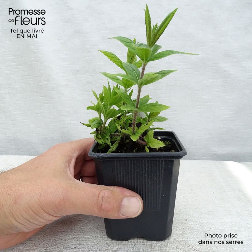 Spécimen de Veronicastrum virginicum var. album - Véronique de Virginie blanche en godet de 8 cm tel que livré au printemps