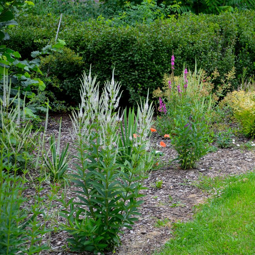 Veronicastrum virginicum var. album - Véronique de Virginie blanche (Port)