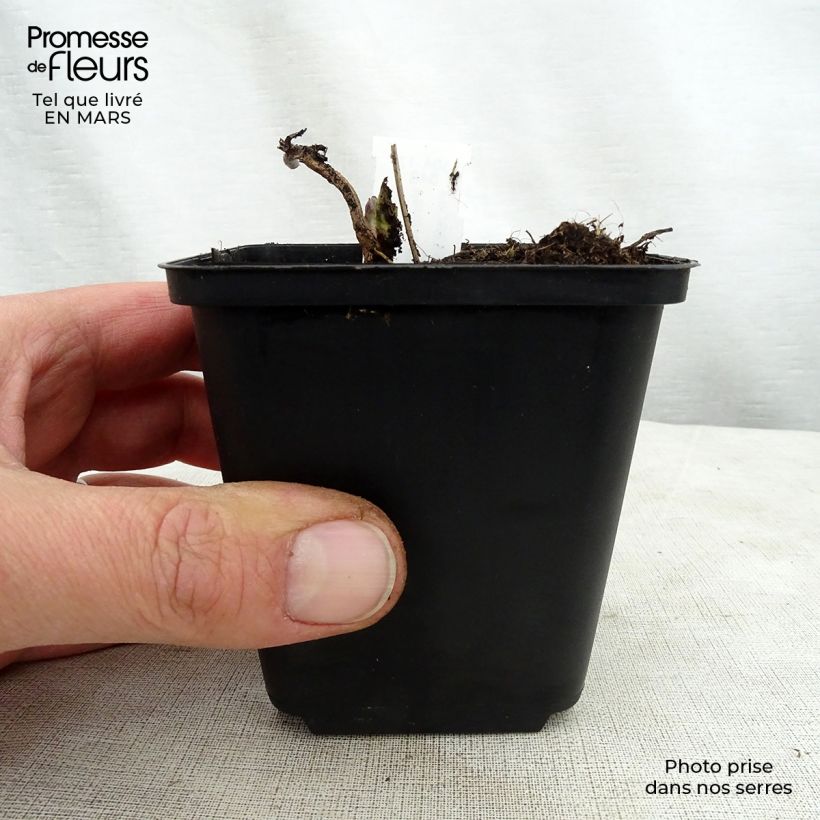 Spécimen de Véronique Apollo - Veronicastrum virginicum Apollo Godet de 9cm tel que livré au printemps
