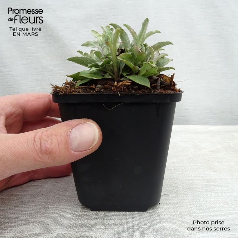 Spécimen de Veronique Silbersee - Veronica spicata subsp incana Silbersee Godet de 9cm tel que livré au printemps