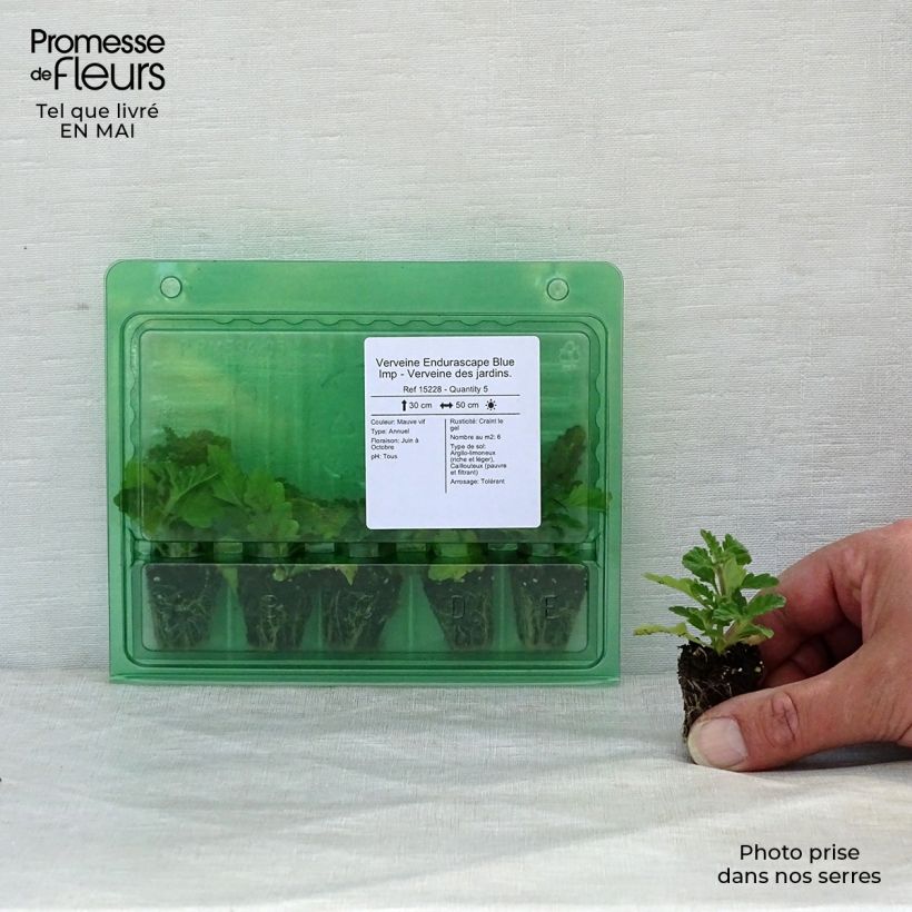 Spécimen de Verveine Endurascape Blue Imp - Verveine des jardins. Mini-motte 3 cm tel que livré au printemps