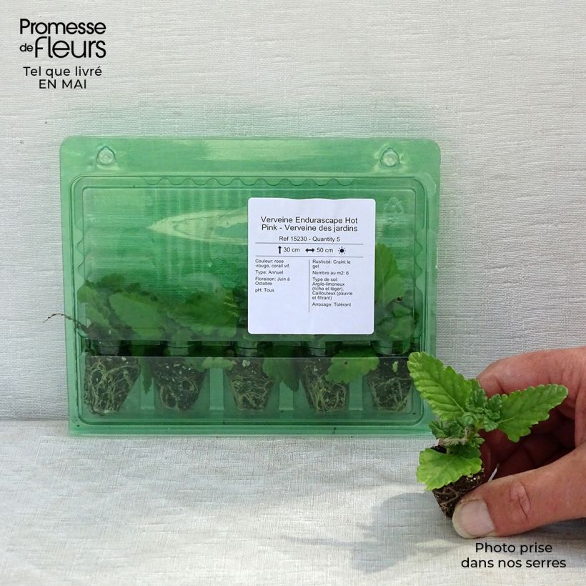 Spécimen de Verveine Endurascape Hot Pink - Verveine des jardins Mini-motte 3 cm tel que livré au printemps