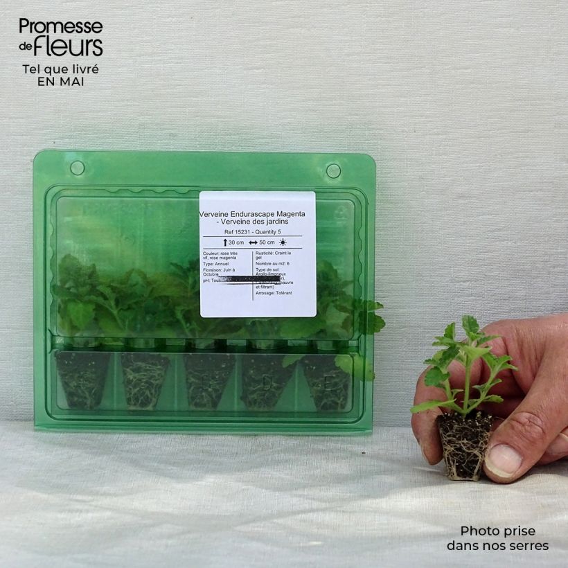 Spécimen de Verveine Endurascape Magenta - Verveine des jardins Mini-motte 3 cm tel que livré au printemps