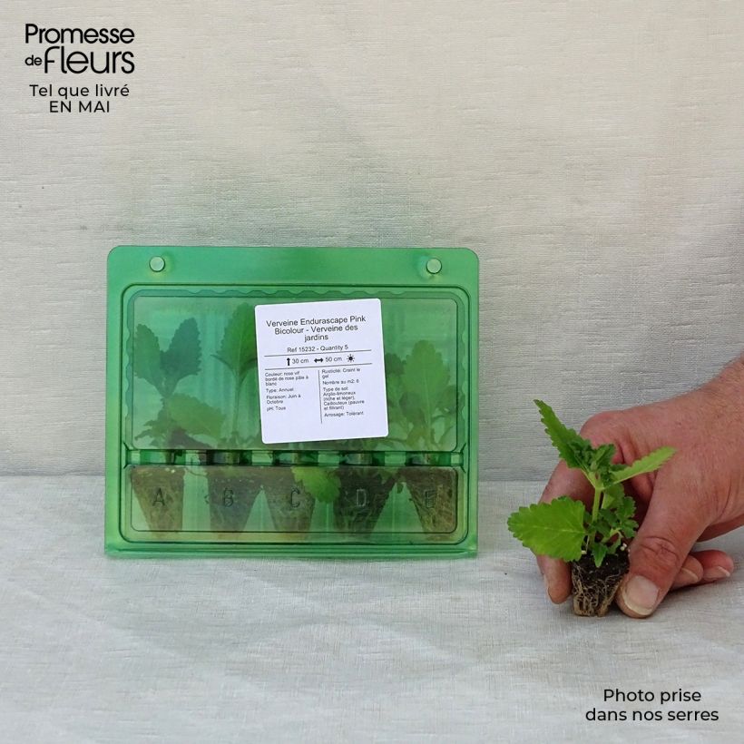 Spécimen de Verveine Endurascape Pink Bicolour - Verveine des jardins Mini-motte 3 cm tel que livré au printemps