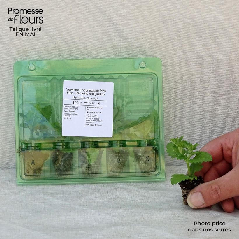 Spécimen de Verveine Endurascape Pink Fizz - Verveine des jardins Mini-motte 3 cm tel que livré au printemps