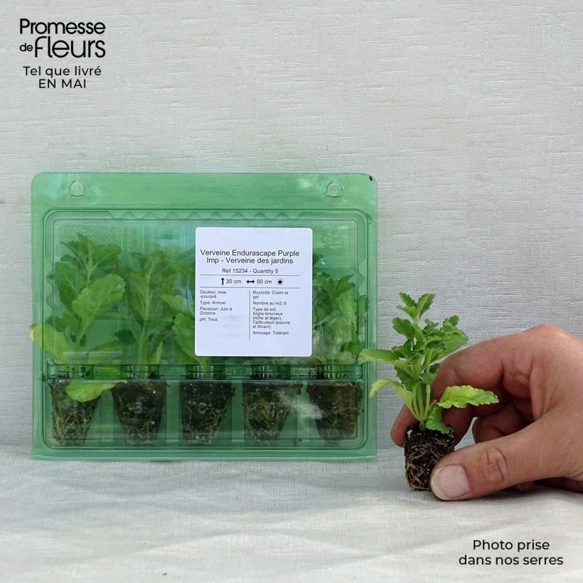 Spécimen de Verveine Endurascape Purple Imp - Verveine des jardins Mini-motte 3 cm tel que livré au printemps