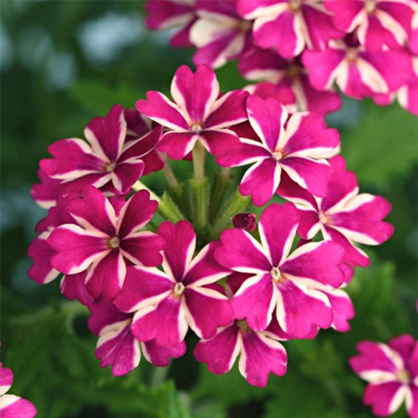 Verveine Estrella Merlot Star (Floraison)