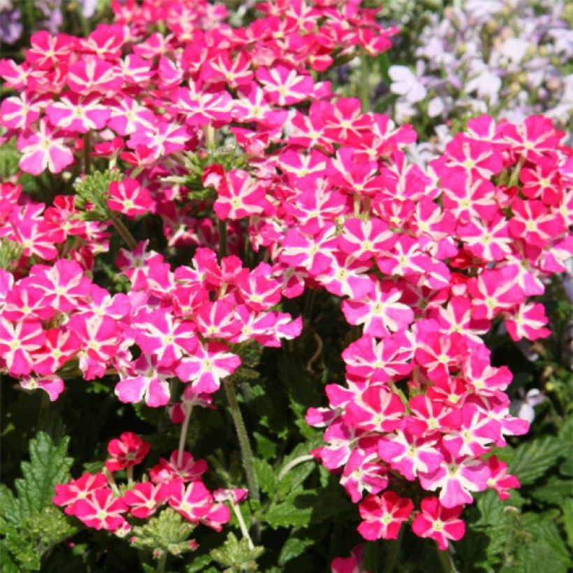 Verveine Superbena Coral Star (Floraison)